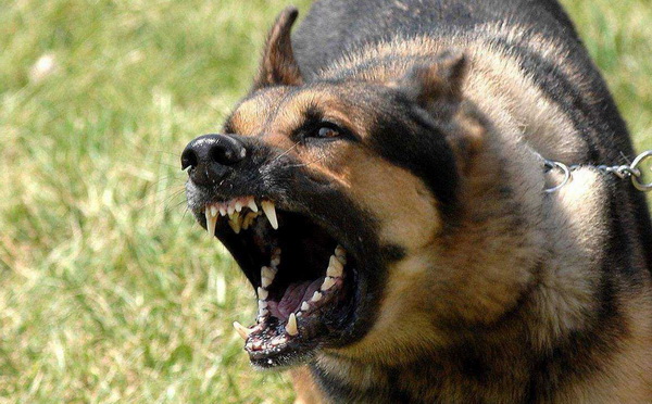 恶犬咬伤女童,狗主人被采取刑事强制措施 - 法度网 恶犬咬伤女童