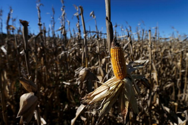 小标的侵财案件中鉴定申请的必要性审查 - 法度网 玉米地